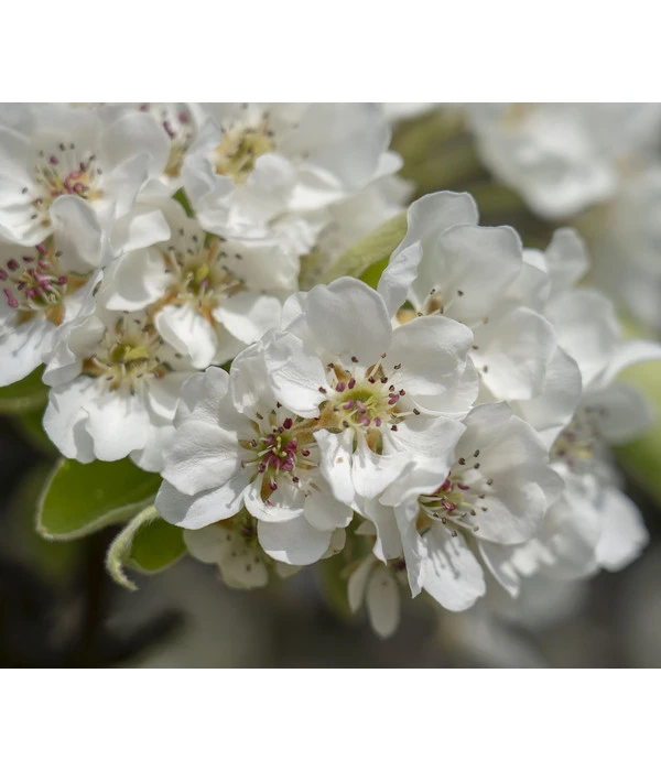 Herbstbirne 'Vereinsdechant' 3 Herbstbirne 'Vereinsdechant' – Bild 3