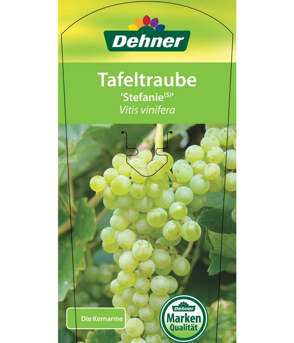 Tafeltraube 'Stefanie' 3 Tafeltraube 'Stefanie' – Bild 3