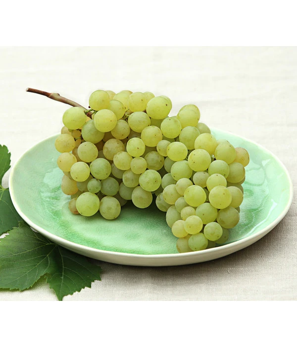 Tafeltraube 'Stefanie' 1 Tafeltraube 'Stefanie'