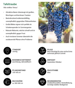 Tafeltraube 'Venus' -Pflanzen Promotion Geschäft 7773542 WE IG 001 TafeltraubeVitisviniferaVenus