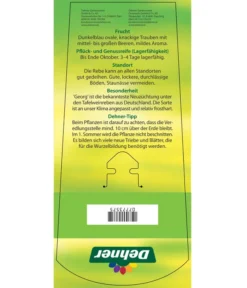 Tafeltraube 'Georg' -Pflanzen Promotion Geschäft 7773575 TafeltraubeGeorg Etikett 2