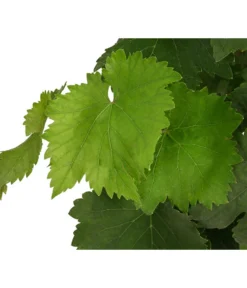 Tafeltraube, Kernlos, Verschiedene Sorten -Pflanzen Promotion Geschäft 7773583 WE DE 001 VitisTafeltraubeDehner