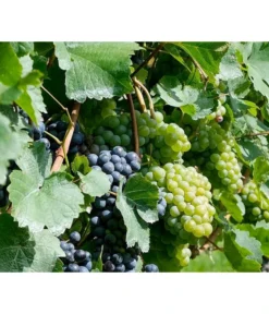 Tafeltraube, Kernlos, Verschiedene Sorten