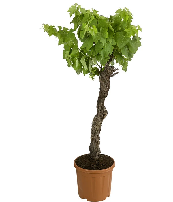 Weinrebenstamm 1 Weinrebenstamm