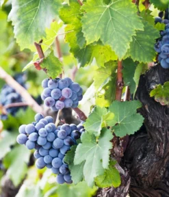 Weinrebenstamm 5 Weinrebenstamm -Pflanzen Promotion Geschäft 7773617 PR MO 001 WeinrebenStammXXL Fotolia