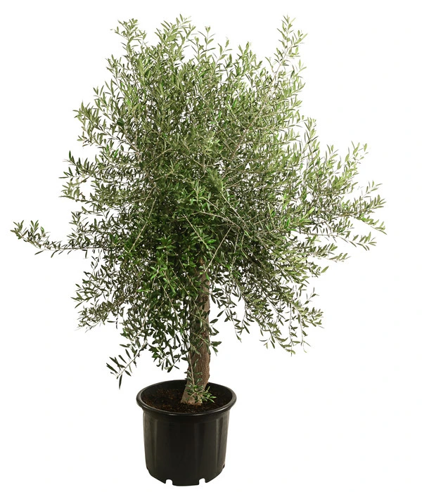 XXL Olivenbaum, Ca. 160-180 Cm 1 XXL Olivenbaum, Ca. 160-180 Cm