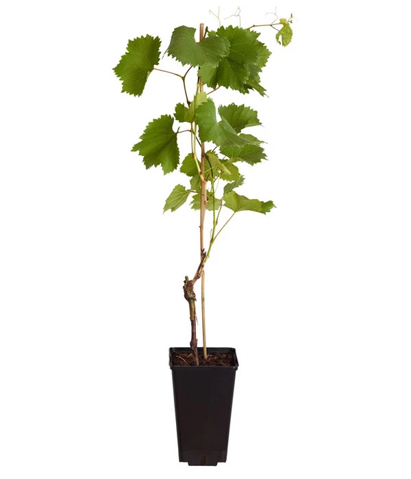 Tafeltraube 'Stefanie' 2 Tafeltraube 'Stefanie' – Bild 2