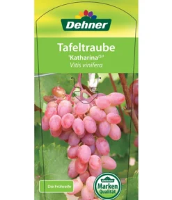 Tafeltraube 'Katharina' -Pflanzen Promotion Geschäft 7773716 TafeltraubeKatharina Etikett 1