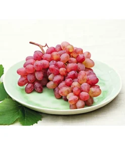 Tafeltraube 'Katharina' -Pflanzen Promotion Geschäft 7773716 WE MO 001 WeinKatharina