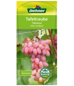 Tafeltraube 'Vanessa' -Pflanzen Promotion Geschäft 7773732 TafeltraubeVanessa Etikett1