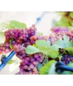 Tafeltraube 'Vanessa'