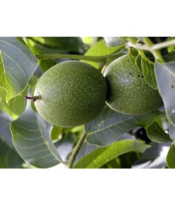 Moselaner Walnuss Klon 120 -Pflanzen Promotion Geschäft 7776800 WE DE GeisenheimerWalnussKlon120Pixabay