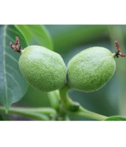 Weinheimer Walnuss Klon 139 -Pflanzen Promotion Geschäft 7776818 WE DE WeinheimerWalnussKlon139Pixabay