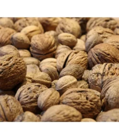 Weinheimer Walnuss Klon 139