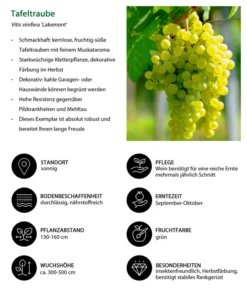 Tafeltraube 'Lakemont' 5 Tafeltraube 'Lakemont' -Pflanzen Promotion Geschäft 7778772 WE IG 001 TafeltraubeVitisviniferaLakemont