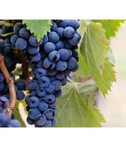 Dehner Gourmet Garten Tafeltraube 'Muscat Blue' -Pflanzen Promotion Geschäft 7779101 PR DE 002 VitisWeintraubenMuscatBleuPixabay