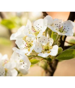 Sommerbirne 'Williams Christ' -Pflanzen Promotion Geschäft 7780539 PR DE 022 BirneWilliamsChristPixabay