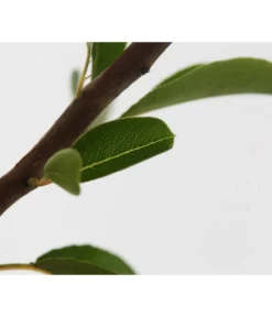 Sommerbirne 'Williams Christ' -Pflanzen Promotion Geschäft 7780539 WE DE 001 BirneWilliamChristBuschPyrus