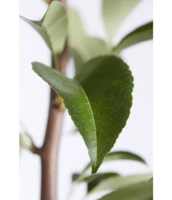 Birnen-Duo 'Williams Christ/Conference' -Pflanzen Promotion Geschäft 7780646 PR DE 001 BirneGuteLuiseWilliamChristDuo95LiterDehnerExpressZS