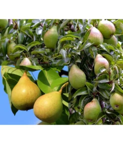 Birnen-Duo 'Williams Christ/Conference'