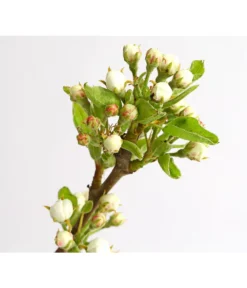 Birnen-Duo 'Williams Christ/Conference' -Pflanzen Promotion Geschäft 7780646 WE DE 001 BirneBirnenDuoWCGLDehnerExpressHerzig