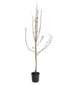 Birnen-Duo 'Williams Christ/Conference' -Pflanzen Promotion Geschäft 7780646 WE FS 001 BirneBirnenDuoWCGLDehnerExpressHerzig