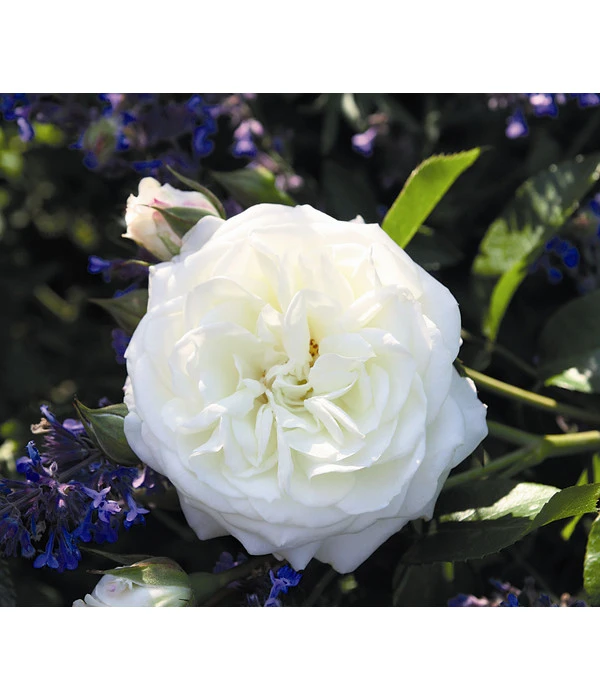 Beetrose 'Alabaster®' 1 Beetrose 'Alabaster®'