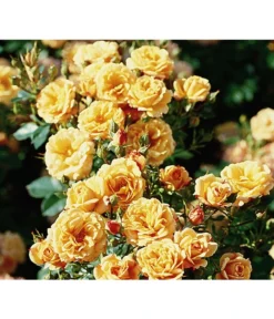 Zwergrose 'Apricot Clementine®', Stämmchen