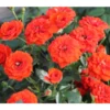 Zwergrose 'Orange Babyflor®'