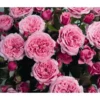 Zwergrose 'Pink Babyflor®'