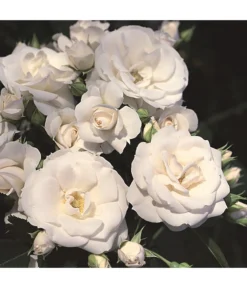 Rosen-Set Pflegeleicht, Rosa/weiß, 2-teilig 7 Rosen-Set Pflegeleicht, Rosa/weiß, 2-teilig -Pflanzen Promotion Geschäft 7803026 WE DE 002 BodendeckerRoseAspirinTantauWeiss