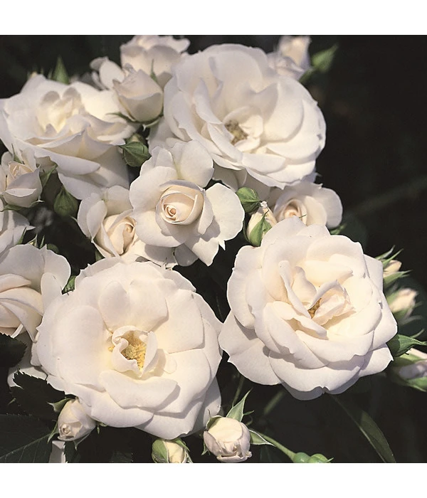 Rosen-Set Pflegeleicht, Rosa/weiß, 2-teilig 4 Rosen-Set Pflegeleicht, Rosa/weiß, 2-teilig – Bild 4