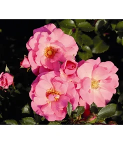 Bodendeckerrose 'Mirato®', 3er-Set