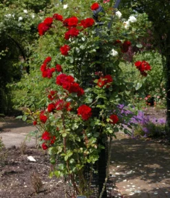 Kletterrose 'Santana®' -Pflanzen Promotion Geschäft 7803216 WE MO 003 KletterroseSantanaTantauRot