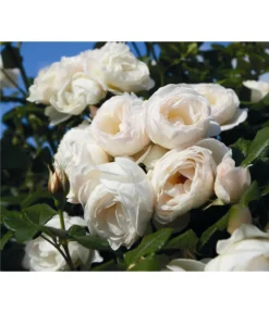 Kletterrose 'Uetersener Klosterrose®'