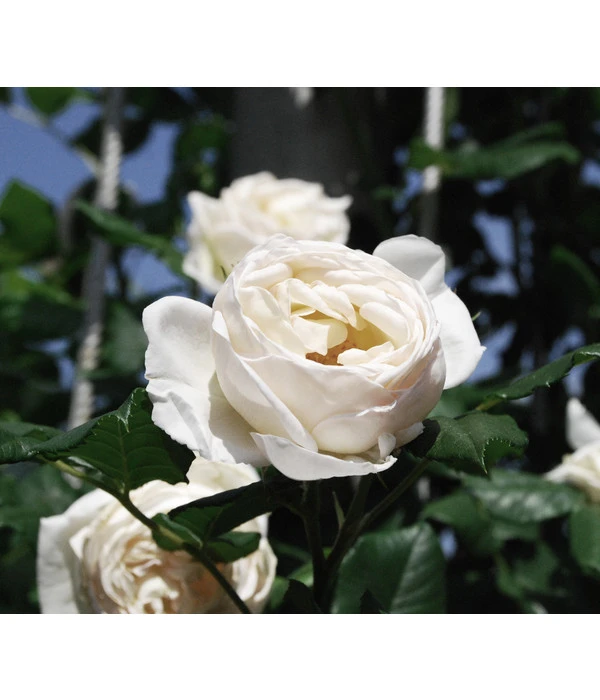 Kletterrose 'Uetersener Klosterrose®' 3 Kletterrose 'Uetersener Klosterrose®' – Bild 3