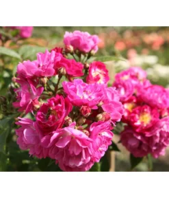 Ramblerrose 'Perennial Blue®'