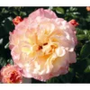 Edelrose 'Aquarell®'