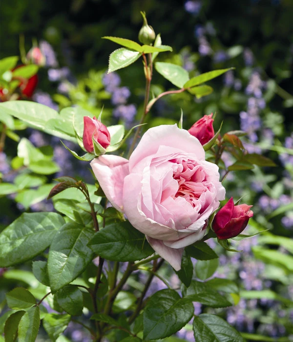 Edelrose 'Schöne Maid®' 2 Edelrose 'Schöne Maid®' – Bild 2