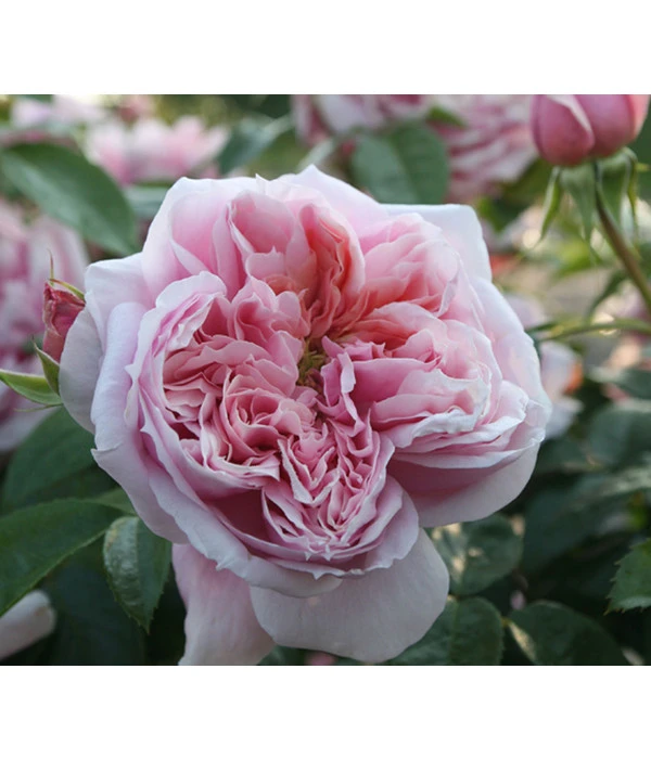 Edelrose 'Schöne Maid®' 1 Edelrose 'Schöne Maid®'