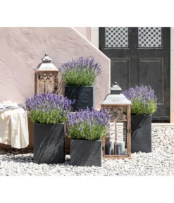 Dehners Bienen-Lavendel, 4er-Set -Pflanzen Promotion Geschäft 7805773 WE MO 001 Lavendel