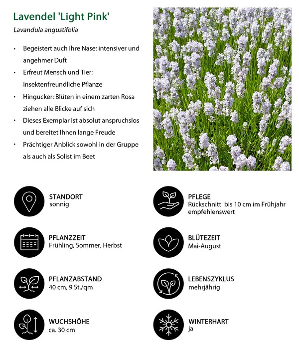 Lavendel-Set Lavendel-Vielfalt, 4-teilig 6 Lavendel-Set Lavendel-Vielfalt, 4-teilig – Bild 6