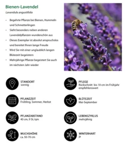 Dehners Bienen-Lavendel, 4er-Set -Pflanzen Promotion Geschäft 7805799 WE IG 001 BienenLavendel 1