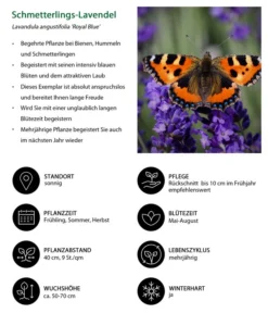 Lavendel-Set Lavendel-Vielfalt, 4-teilig 13 Lavendel-Set Lavendel-Vielfalt, 4-teilig -Pflanzen Promotion Geschäft 7805807 WE IG 001 SchmetterlingsLavendel 1