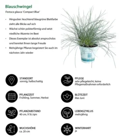 Blauschwingel 'Compact Blue' -Pflanzen Promotion Geschäft 7805815 WE IG 001 BlauschwingelCompactBlue