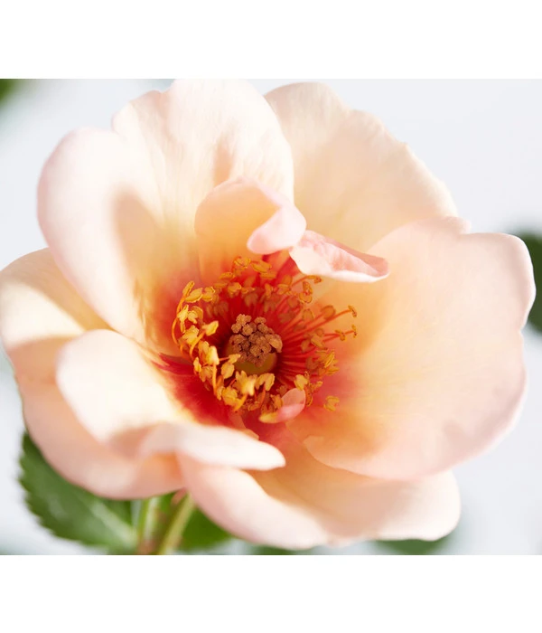 Persische Rosen, Verschiedene Farben 2 Persische Rosen, Verschiedene Farben – Bild 2