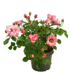 Persische Rosen, Verschiedene Farben 15 Persische Rosen, Verschiedene Farben -Pflanzen Promotion Geschäft 7815392 WE FS 001 BeetrosePersicaRosaPersicaAllgreenAngelEyes