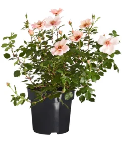 Persische Rosen, Verschiedene Farben 16 Persische Rosen, Verschiedene Farben -Pflanzen Promotion Geschäft 7815392 WE FS 001 RosaPersicaDehnerExpressZS