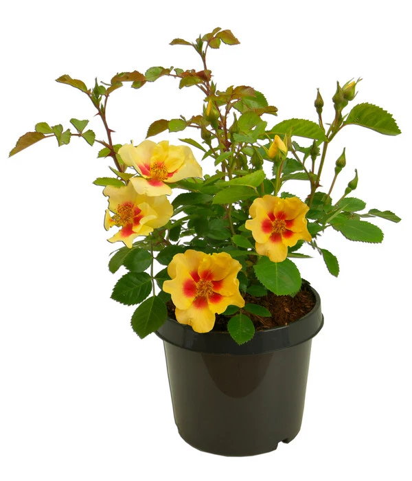 Persische Rosen, Verschiedene Farben 5 Persische Rosen, Verschiedene Farben – Bild 5