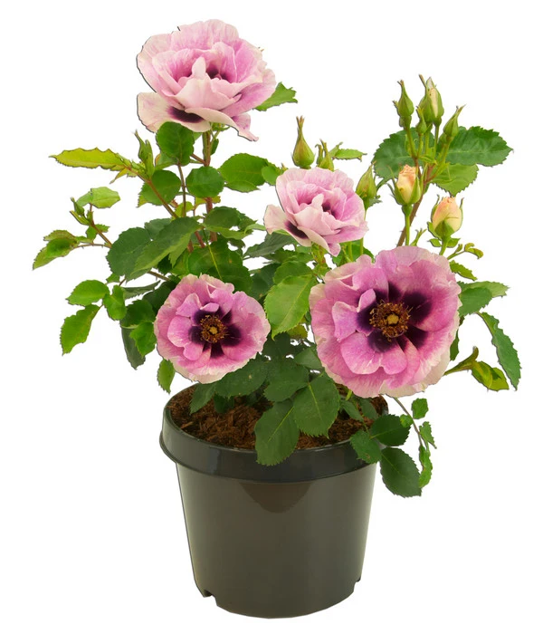 Persische Rosen, Verschiedene Farben 6 Persische Rosen, Verschiedene Farben – Bild 6